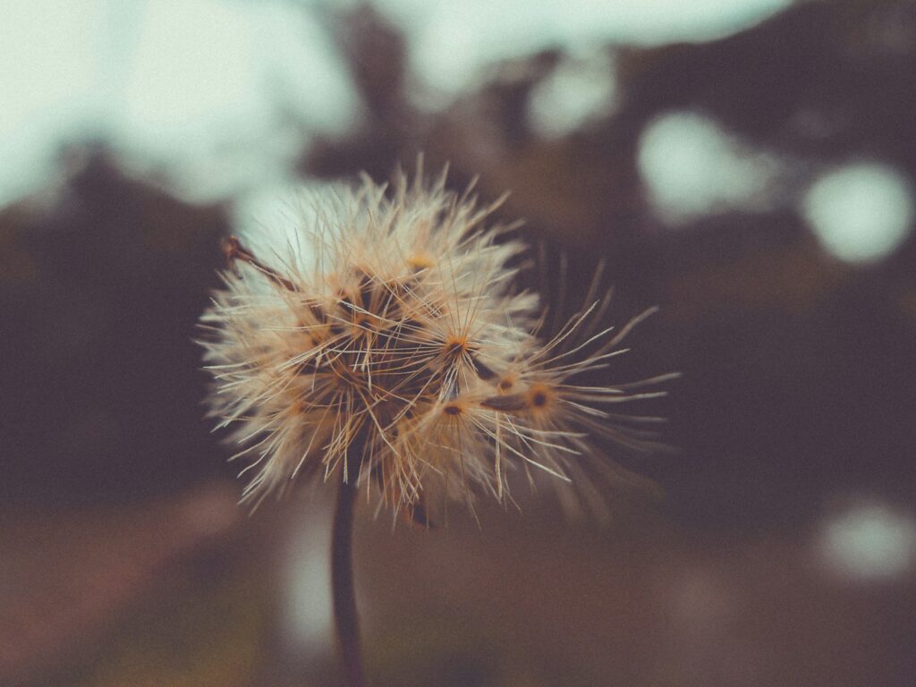 closeup photo of dandelion